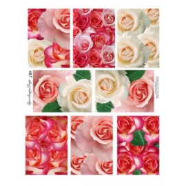 Rose ATC 487